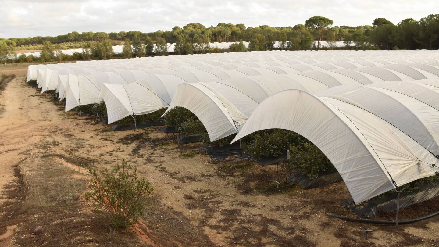 Invernaderos ilegales en Doñana. (WWF/Jorge Sierra)