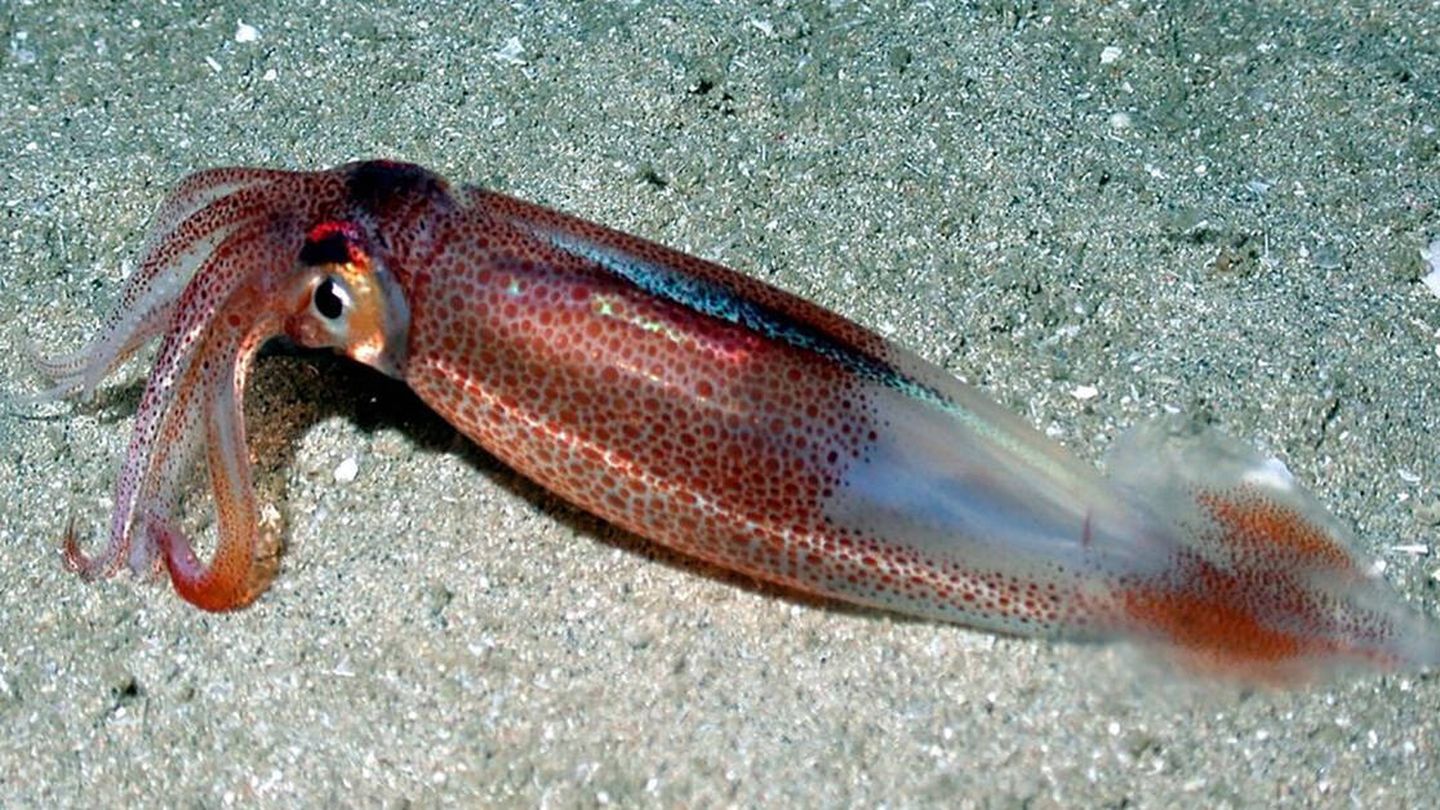 El calamar 'Doryteuthis opalescens'. (UC San Diego, Sea Grant California)