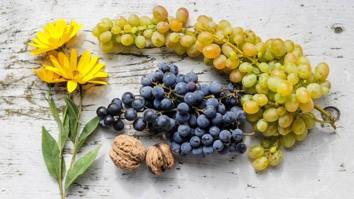 Cómo conocer las distintas uvas y el vino que se elabora con ellas