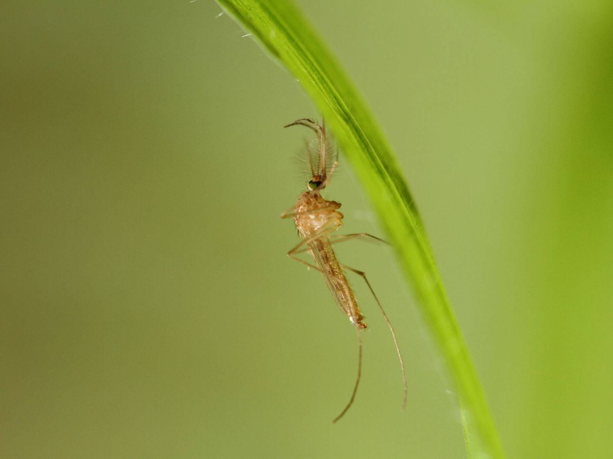 Foto: Una variedad de mosquito 'Culex', responsable de transmitir el virus del Nilo. (ECDC)