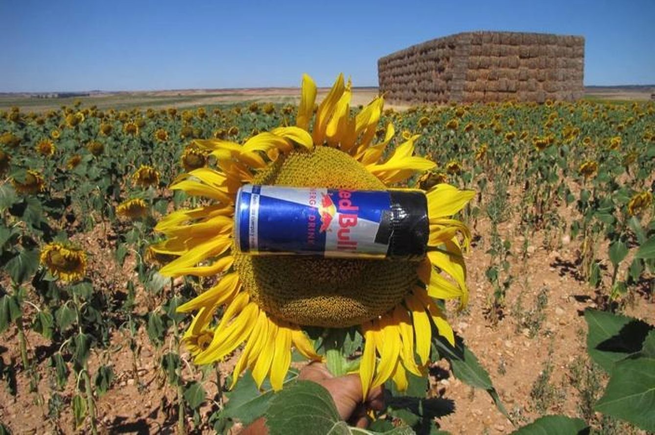 Una cámara para solarigrafía fabricada con una lata de refresco y acoplada a un girasol, de Diego López Calvin