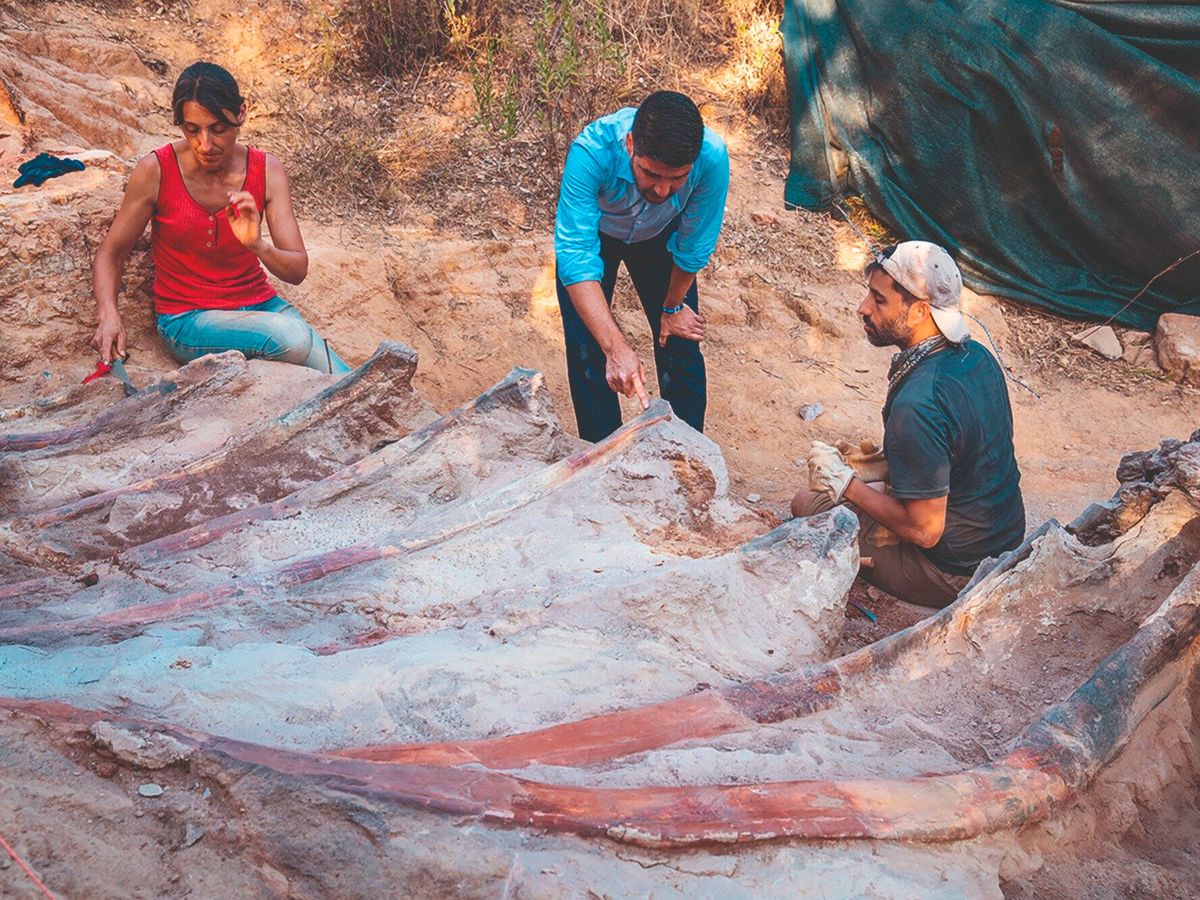 Encuentran en Portugal el dinosaurio más grande de la historia de Europa