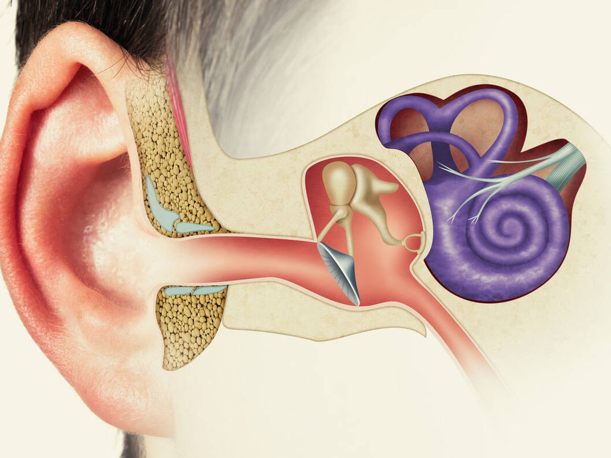 Foto: Recreación del interior de un oído (iStock)