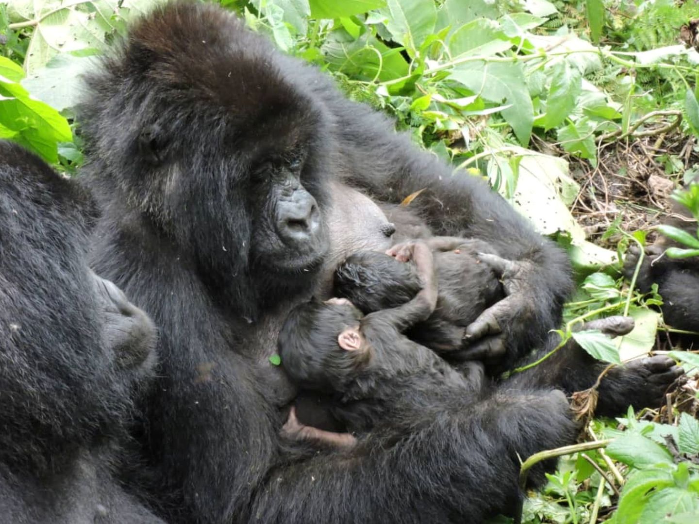 Gorilas de Virunga. (Reuters)