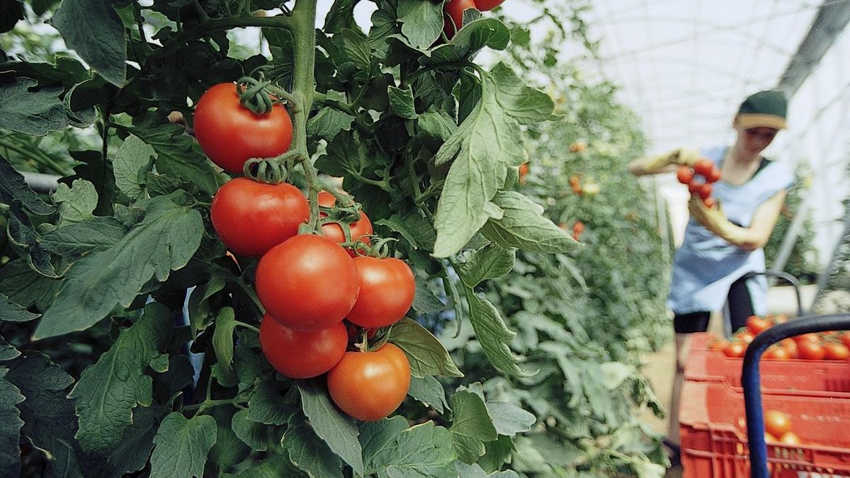 Los Soria, una familia tomatera sin raigambre en Canarias