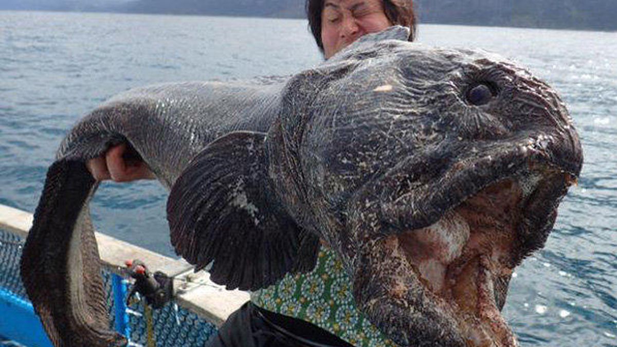 Captura un pez lobo gigante en las aguas afectadas por el desastre de Fukushima