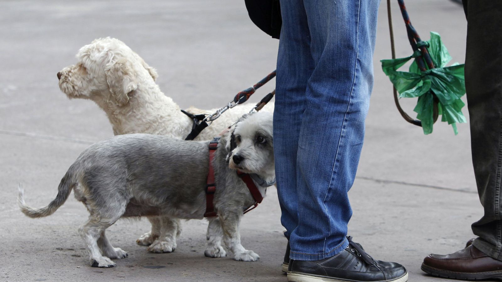 Foto:  Dos perros pasean por Madrid con sus dueños. (Efe) 