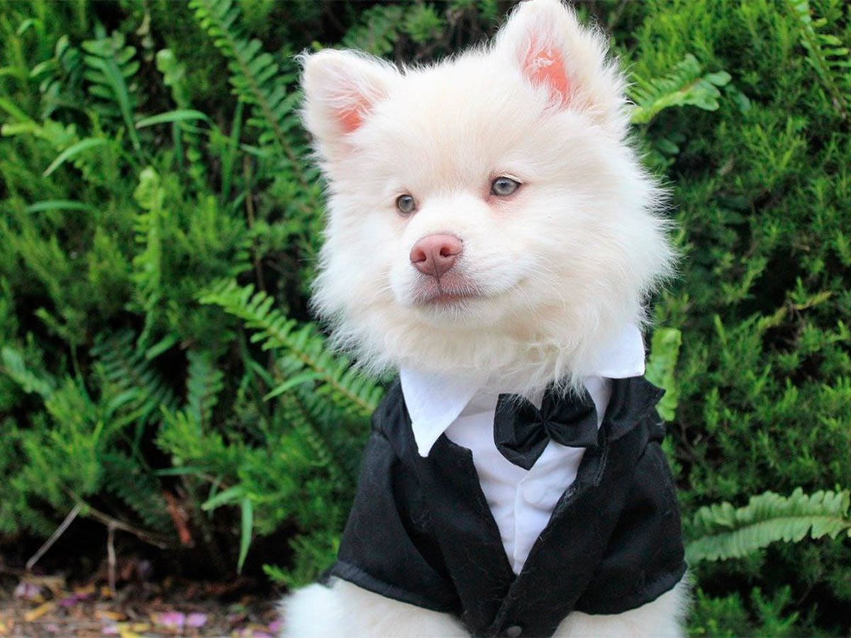 Foto: La desgarradora adopción de un perro vestido de esmoquin (Pixabay)