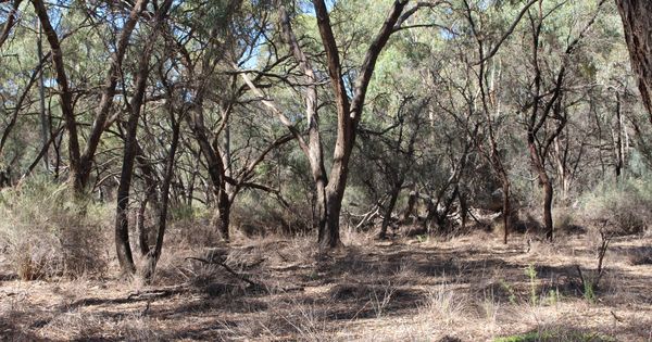 Foto: Un bosque de eucaliptos en Australia 