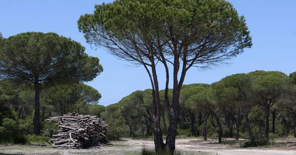 Foto: Vista del pinar intensivo de Las Marismillas, al sur del Espacio Natural de Doñana. (EFE)