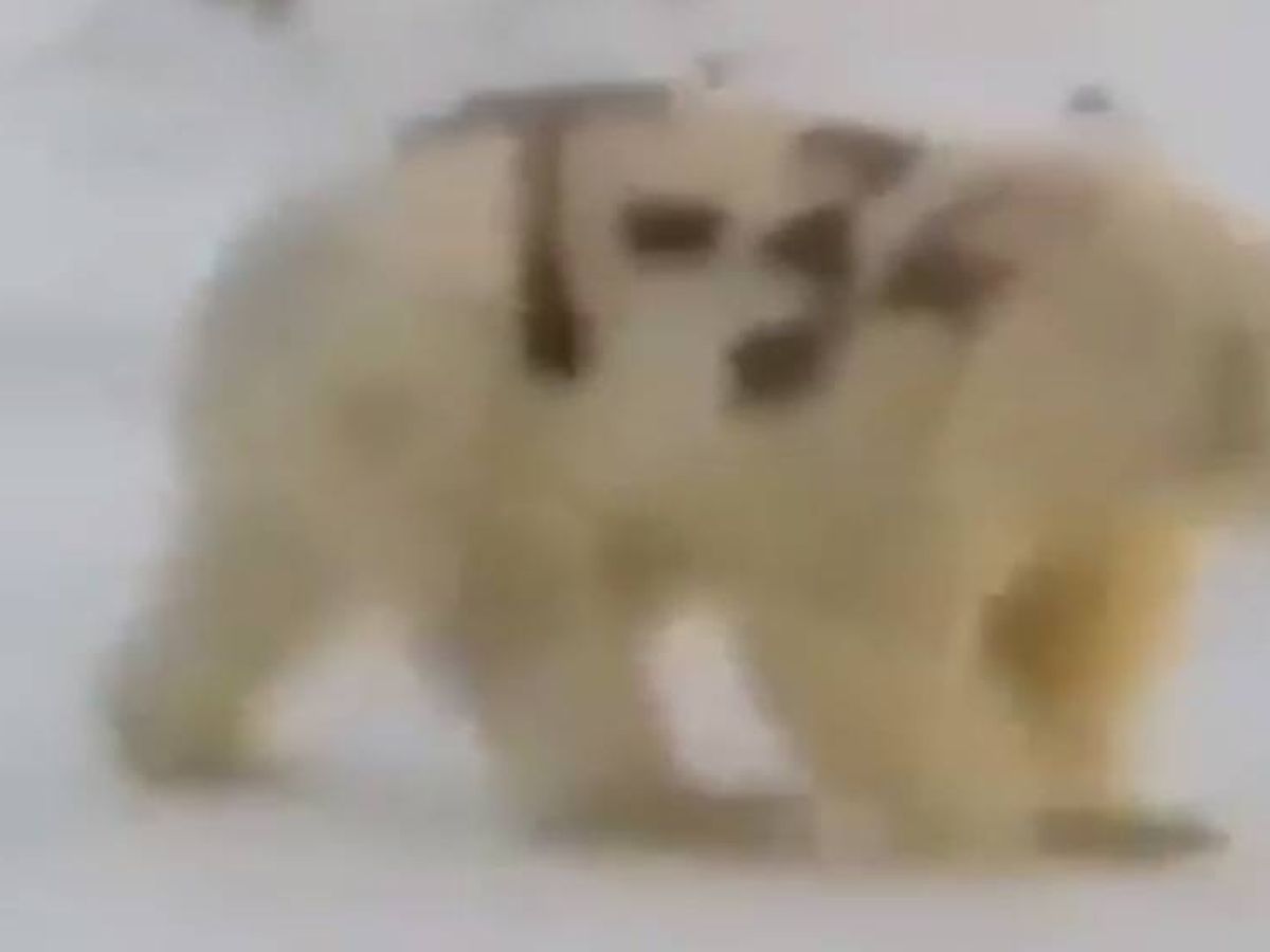 Foto: Imagen del oso polar con el mensaje 'T-34' pintado en su costado.