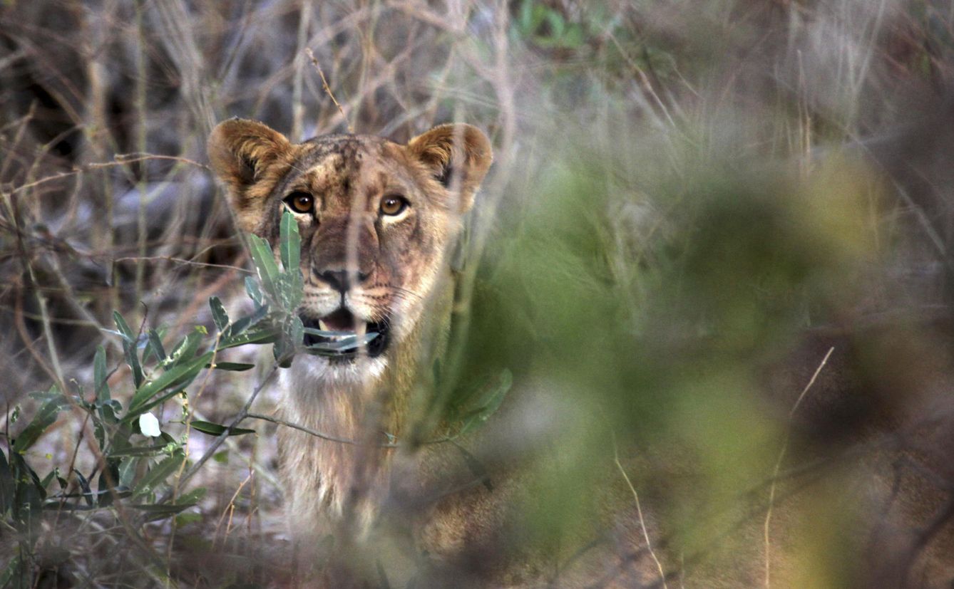 Los leones han desaparecido ya de 26 países africanos. (Reuters/Philipp Henschel)