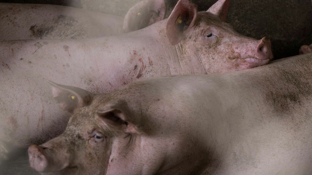 Confirman el primer caso de gripe porcina en un ser humano en Reino Unido