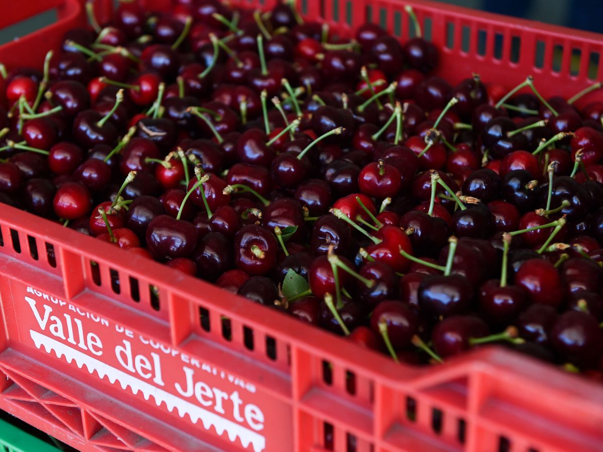 Foto: Has lavado mal las cerezas toda tu vida: cómo hacerlo para eliminar bien pesticidas y químicos (Europa Press/Gustavo Valiente)