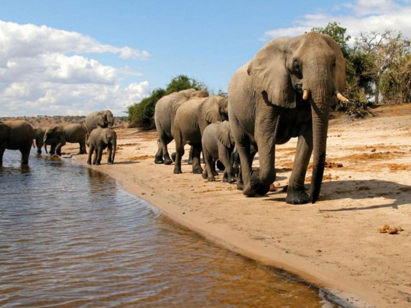 Elefantes en el Parque Nacional de Chobe (Foto: Turismo de Botsuana)