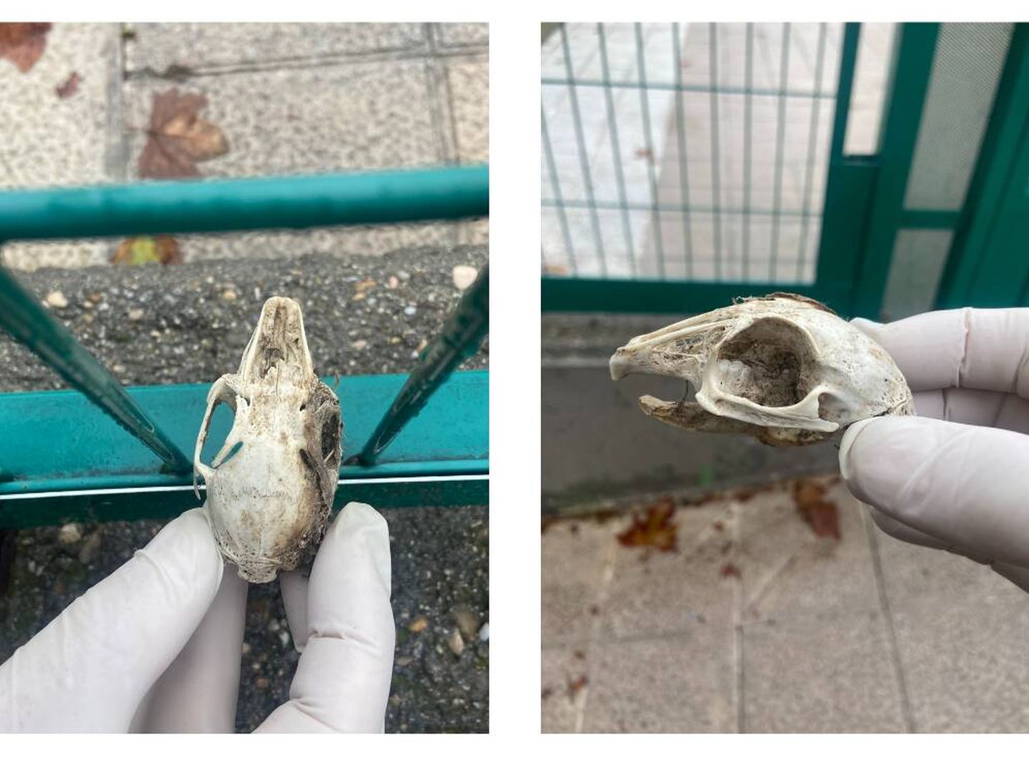 Cráneo de conejo adulto recogido por Mateo Meléndrez en Piqueñas.