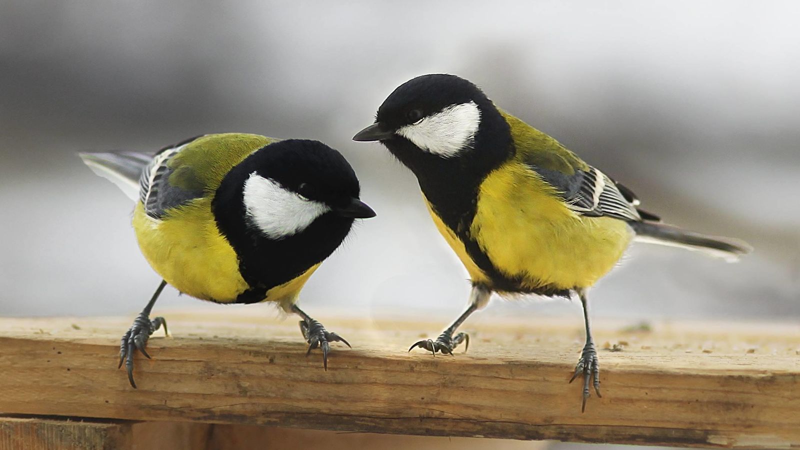 Los pájaros 'enamorados' prefieren estar con su pareja antes que comer