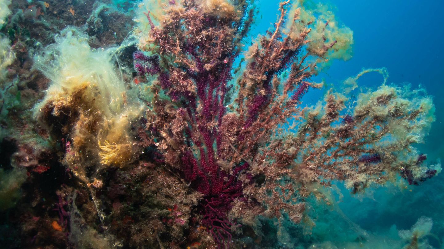 Algas filamentosas recubriendo una gorgonia. (Observadores del Mar/Martí Vilanova)