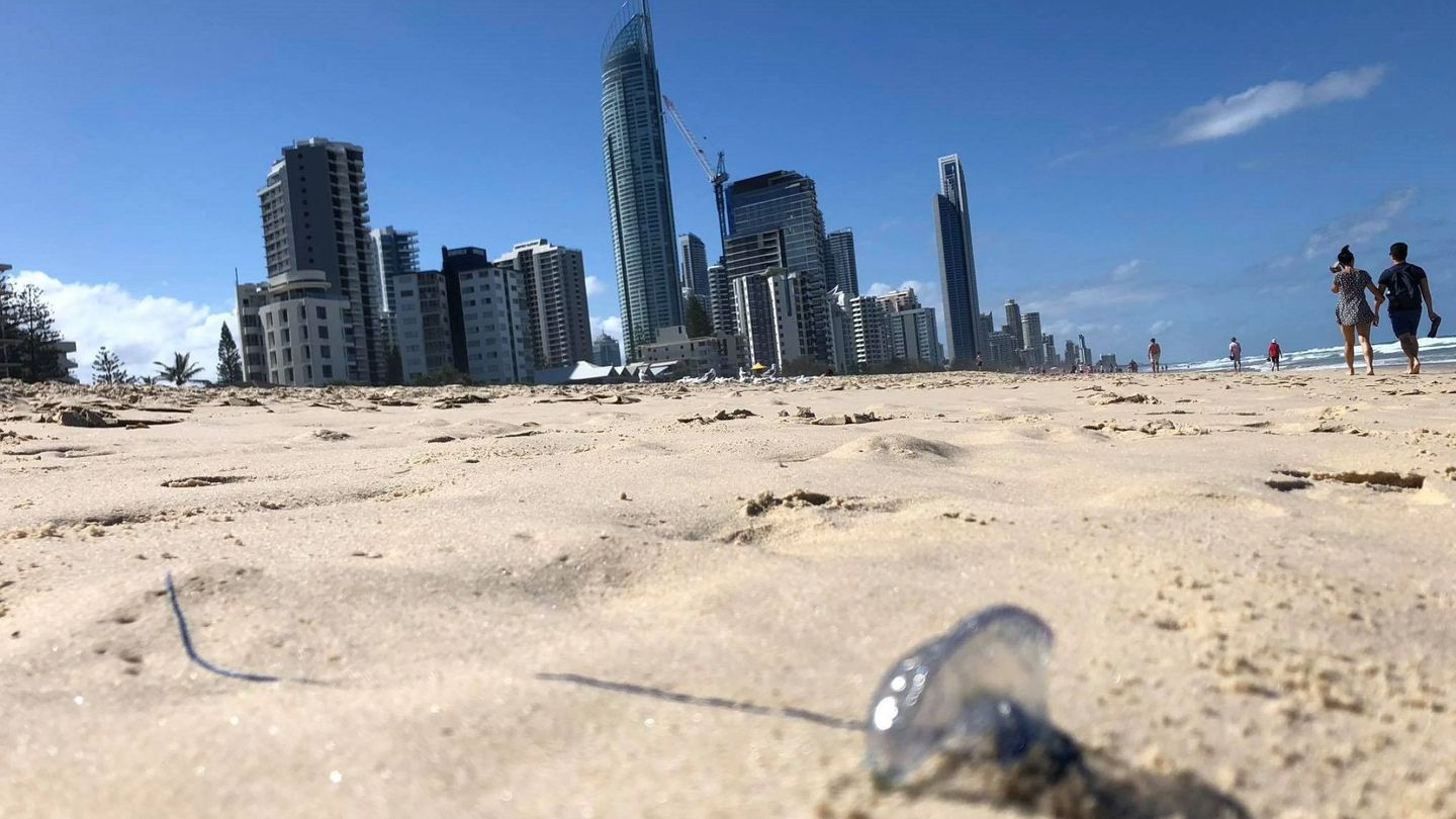 Una carabela portuguesa (falsa medusa) en una playa de Australia (Reuters)