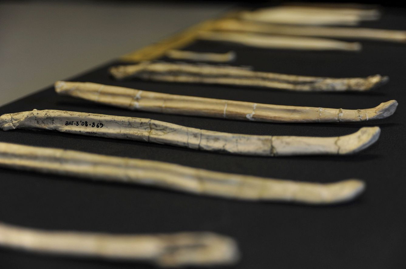 Huesos de pene de perro-oso prehistórico de hace nueve millones de años hallados en el Cerro de los Batallones. (EFE / CSIC)