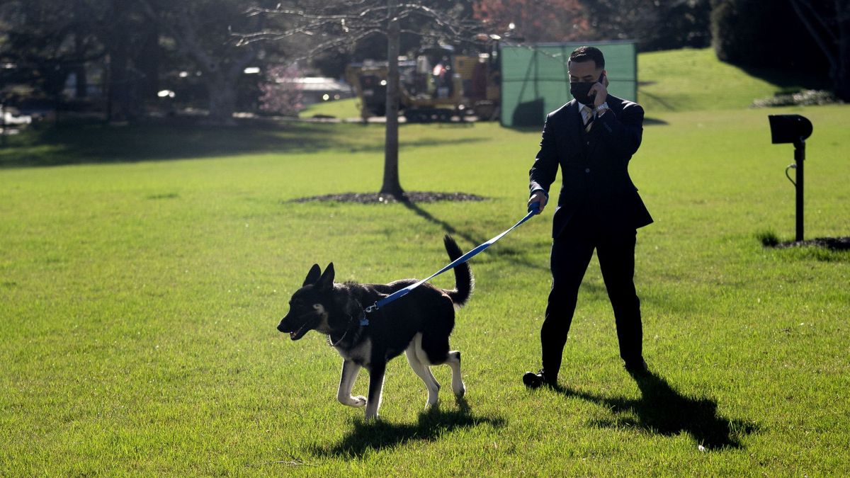 Uno de los perros de Biden vuelve a morder a un trabajador en su regreso a la Casa Blanca