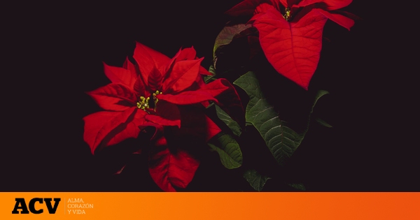 La historia que convirtió a la flor de pascua en un símbolo navideño