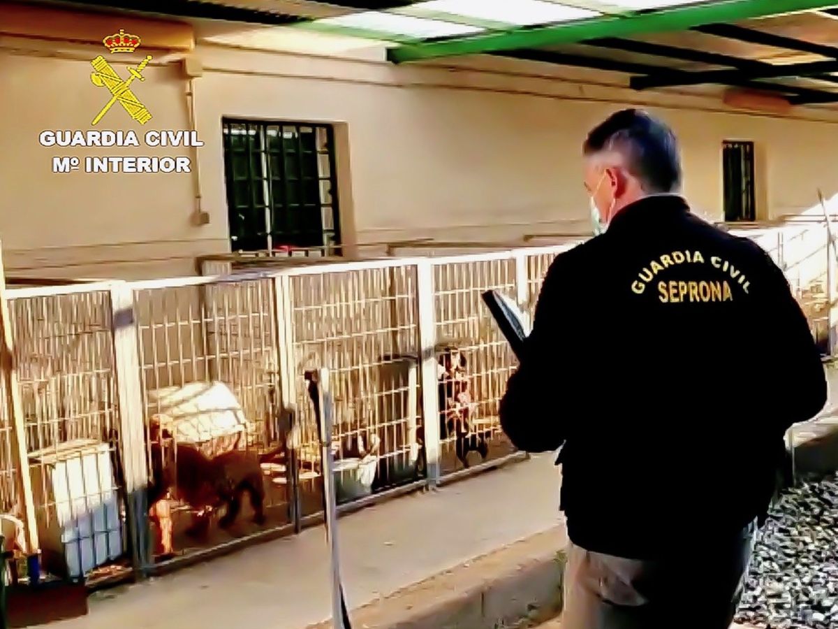 Foto: Al veterinario y al responsable del criadero se les imputan varios delitos (Guardia Civil)