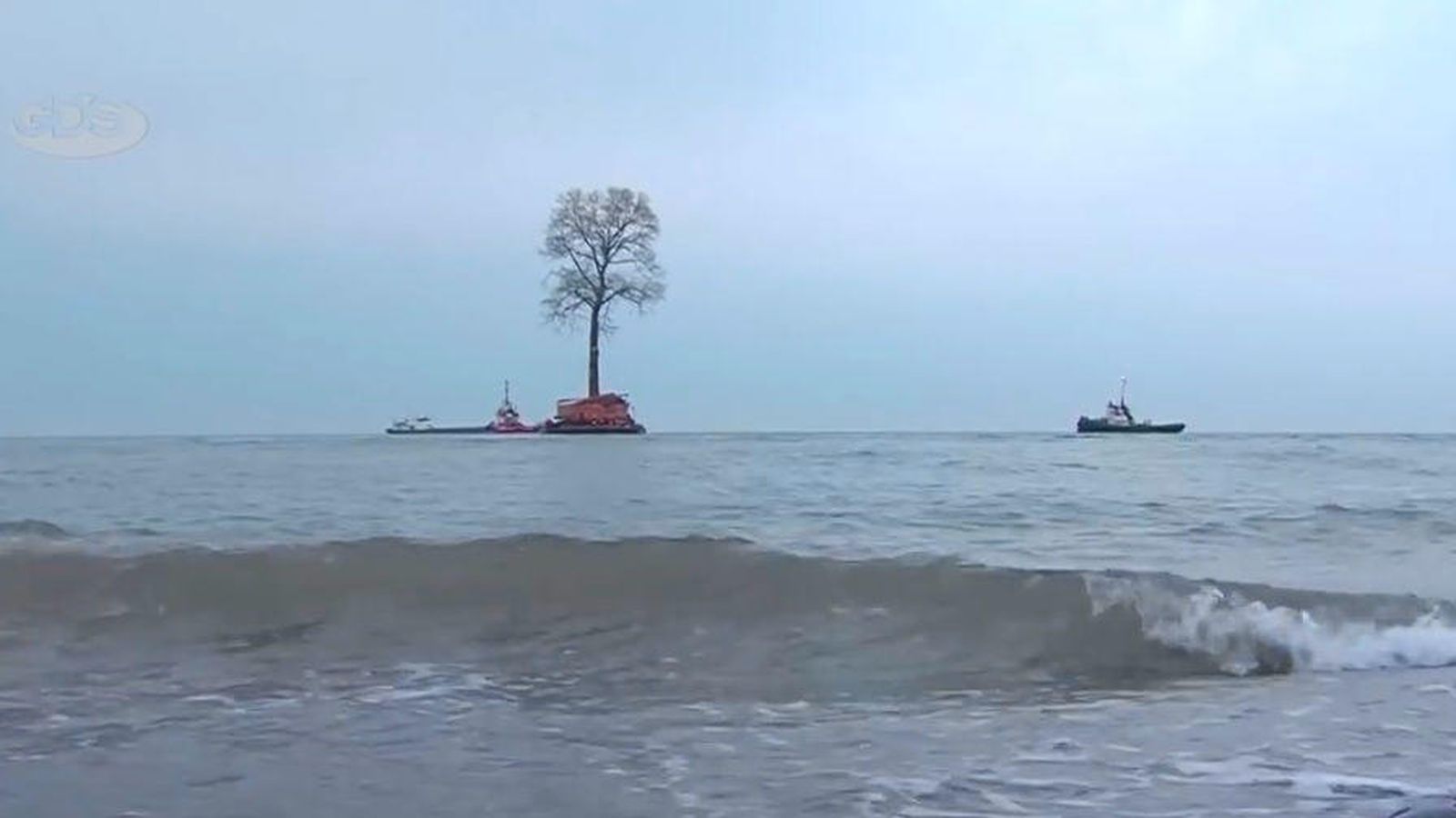 Foto: El árbol, surcando el mar Negro