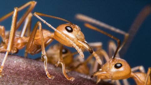Detectan por 1ª vez cerca de España la hormiga de fuego