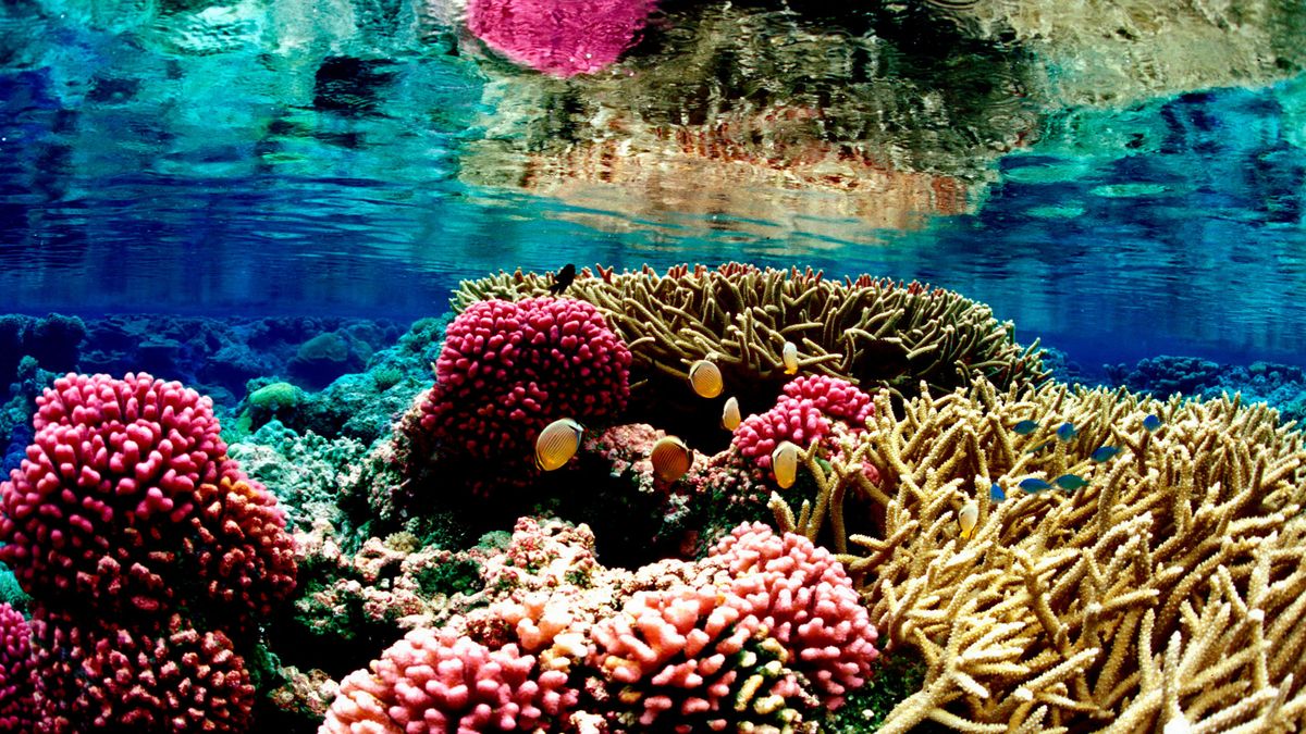 La persistente ola de calor del Pacífico amenaza al coral de Hawaii