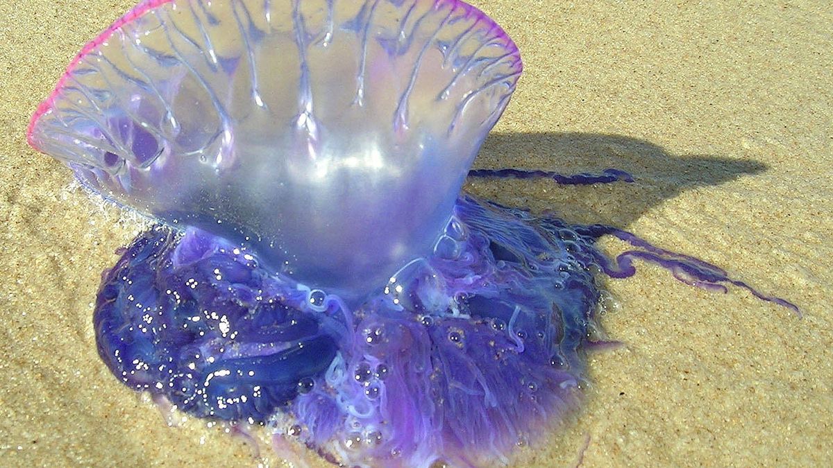 Las brutales marcas de la 'carabela portuguesa', la medusa que no lo es