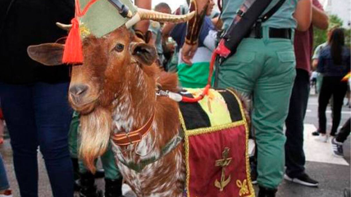No, la mascota de la Legión no es (aún) una cabra: cómo se llama el animal del desfile
