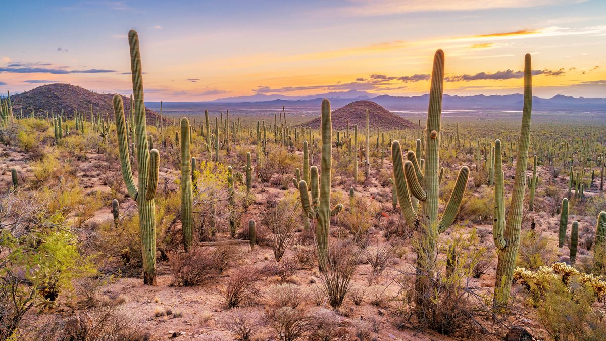 Sí, también los cactus: la mitad de ellos podrían extinguirse por la crisis climática