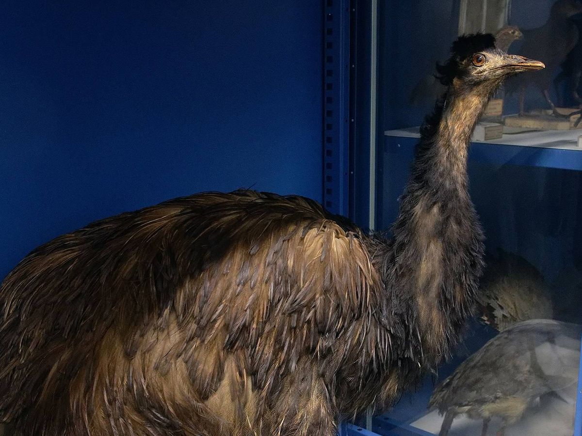 Foto: Ejemplar de emú enano en el Museo de historia natural de Francia (Creative Commons)