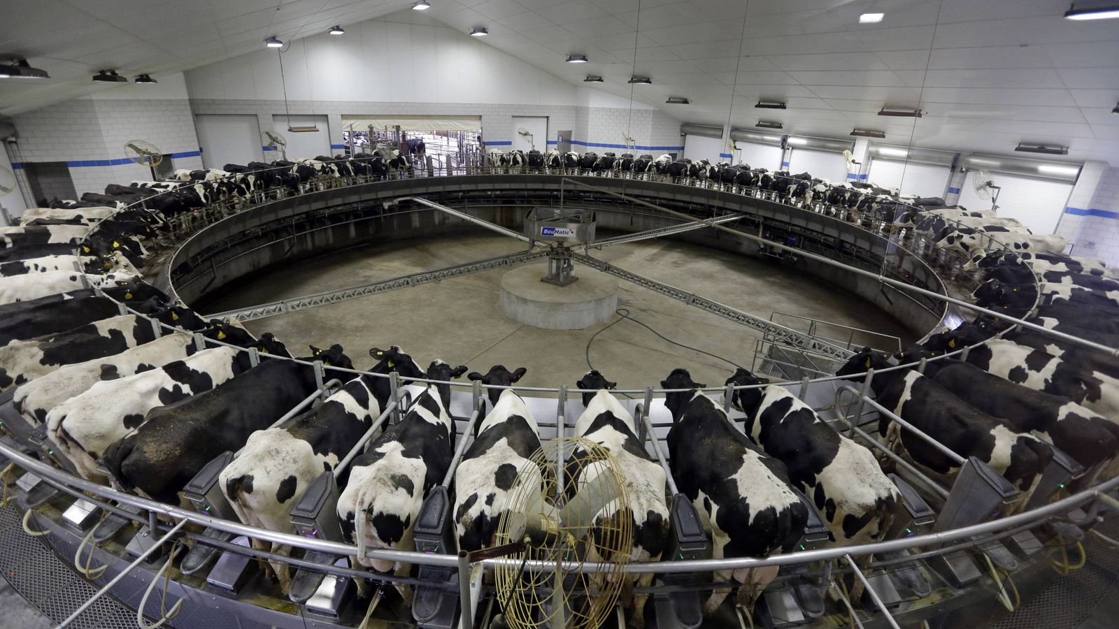 Foto: Interior de la granja Fair Oaks, la más grande de Estados Unidos, con 30.000 vacas lecheras. (Fair Oaks)