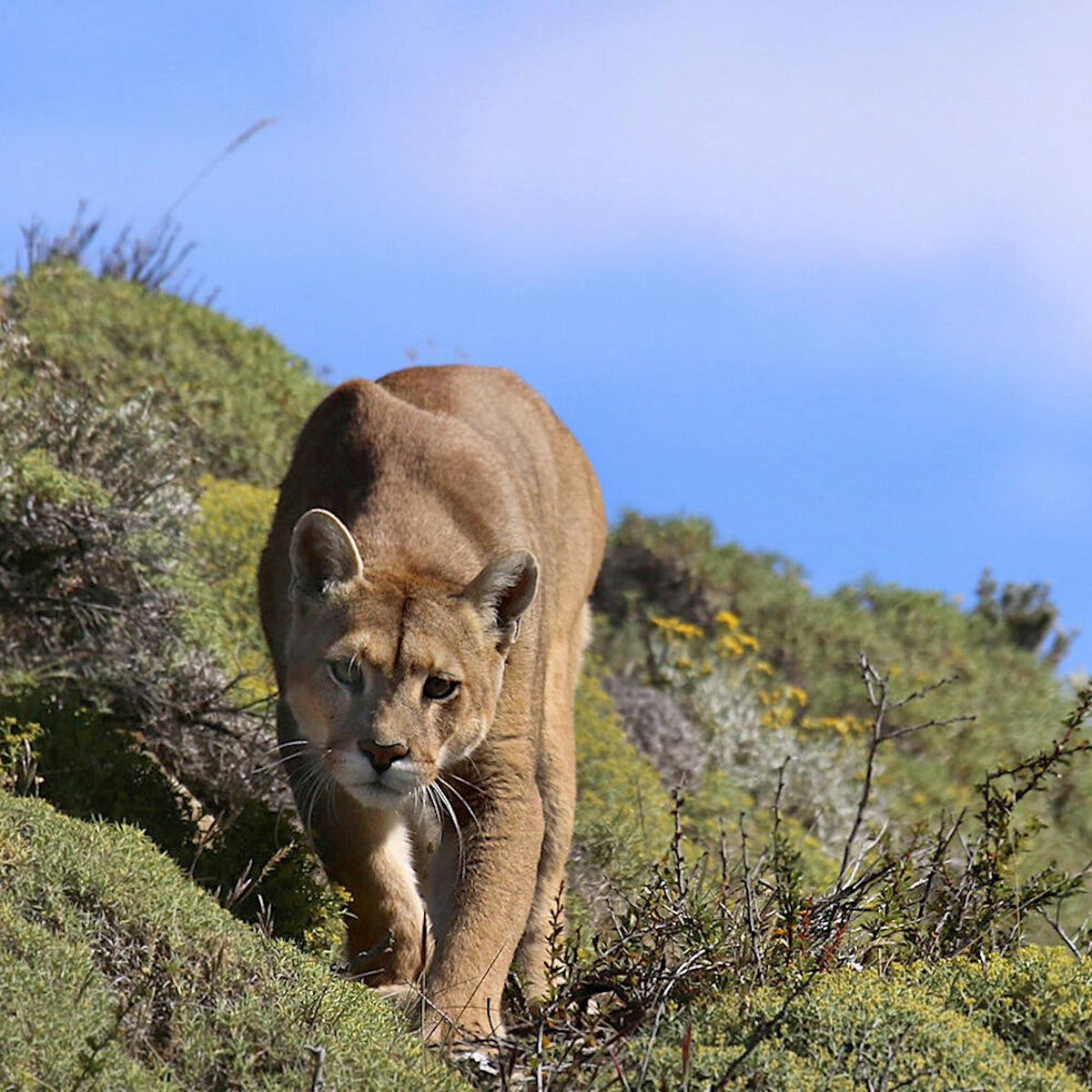 Puma: el felino las montañas americanas