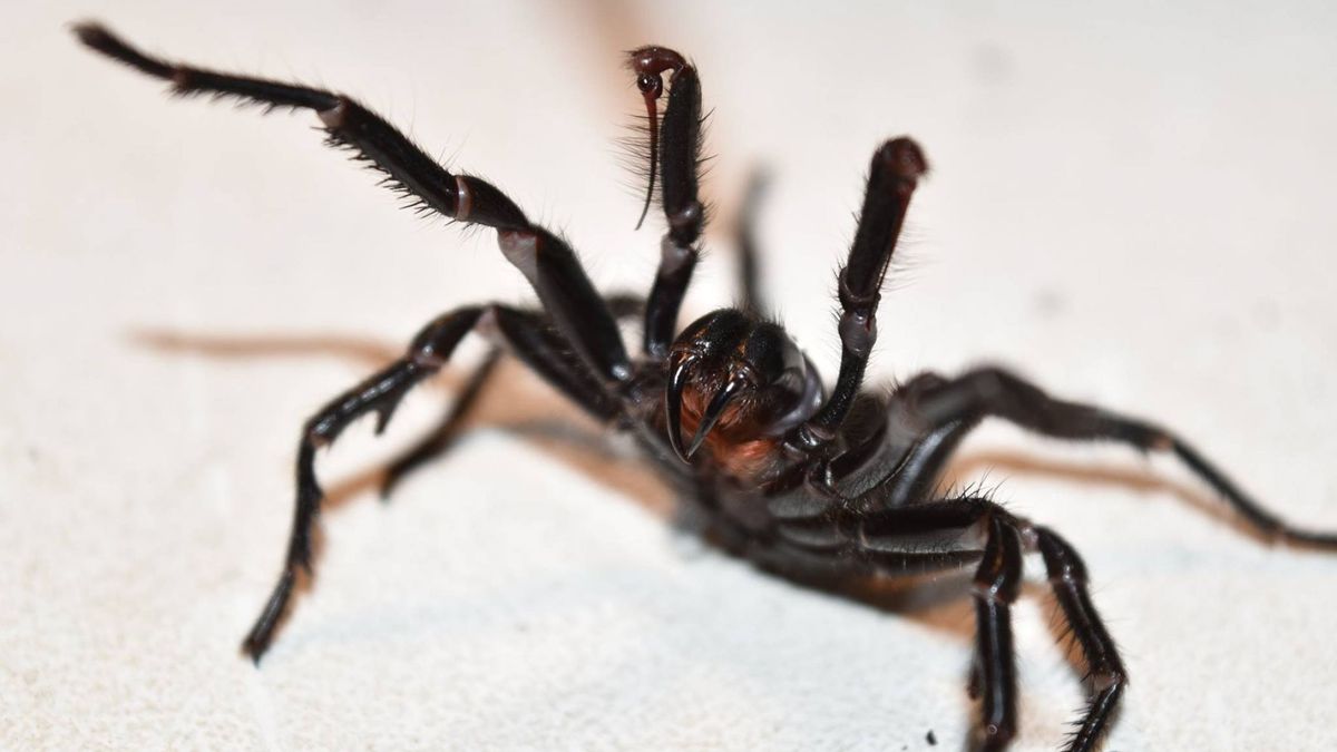 Una mujer australiana encuentra a la araña más venenosa del mundo en su calcetín