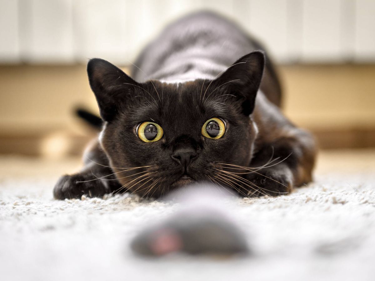 bufanda Colectivo para ver Tu gato se sabe su nombre y también recuerda el tuyo, según un estudio  japonés