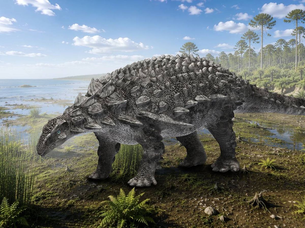 Análise de fósseis revela nova espécie de dinossauro blindado encontrada no Japão