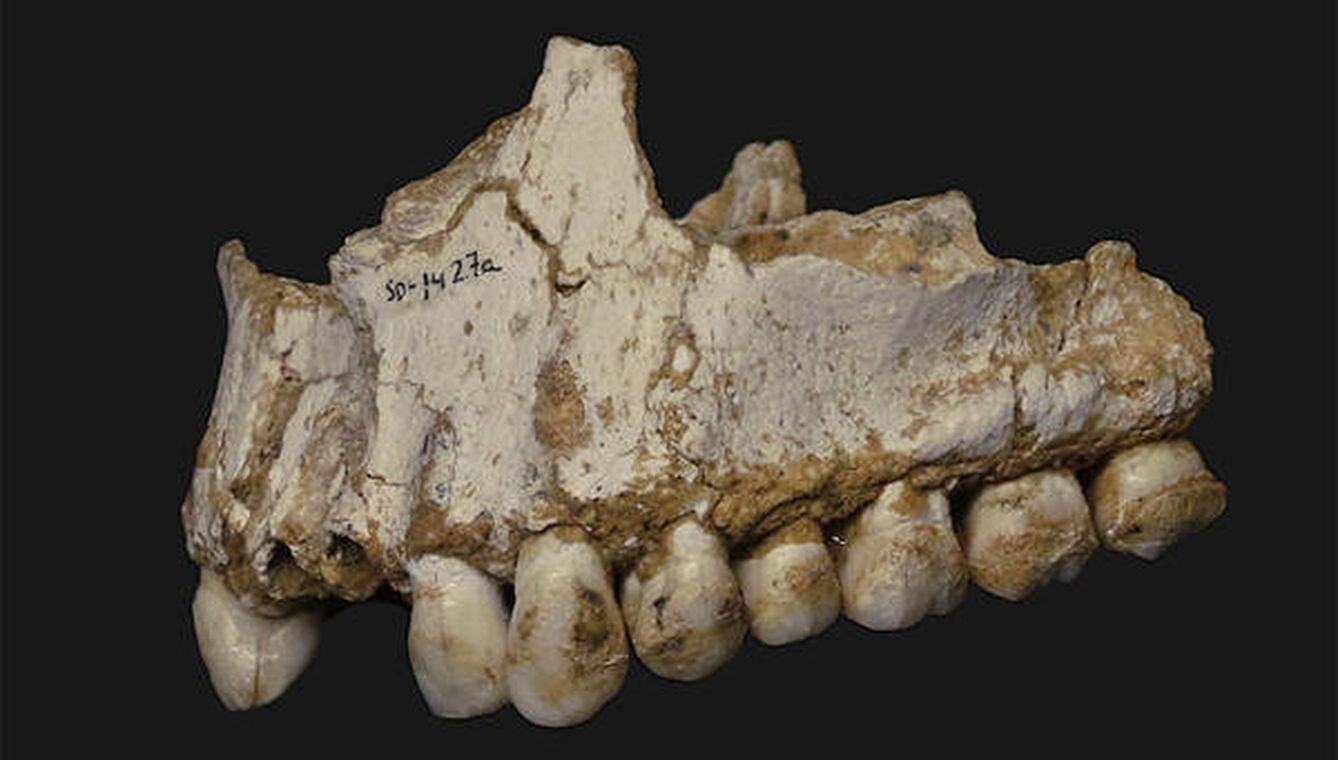 Mandíbula neandertal encontrada en el Sidrón / Andrés Díaz (CSIC)