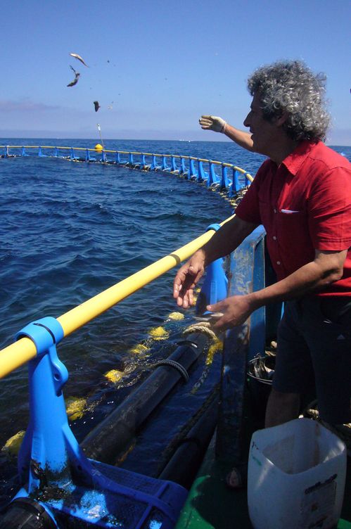 El empresario maltés Charles Azzopardi alimenta a mano a sus atunes en una jaula, un gesto para los reporteros. (M. García Rey, ICIJ)