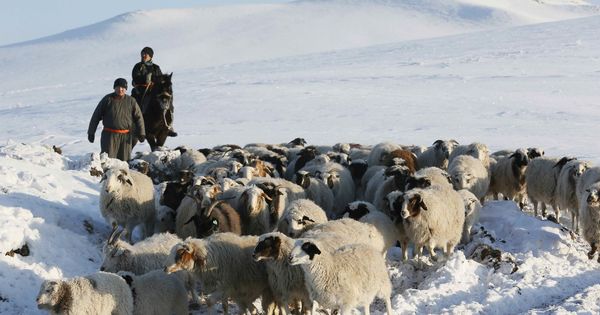 Foto: Rebaño de ovejas en Tuva, Siberia. (Reuters)