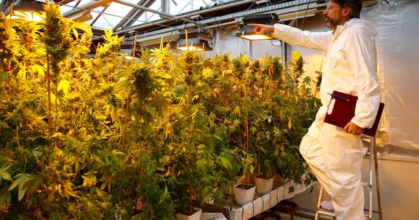 Foto: Laboratorio de plantas de cannabis (Reuters)