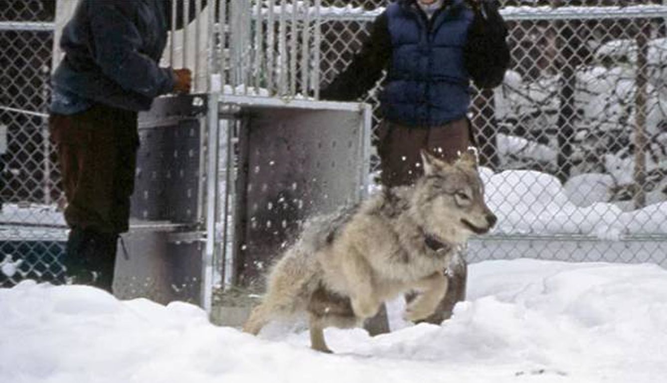 Soltando a un lobo en 1997 (yellowstonepark.com)
