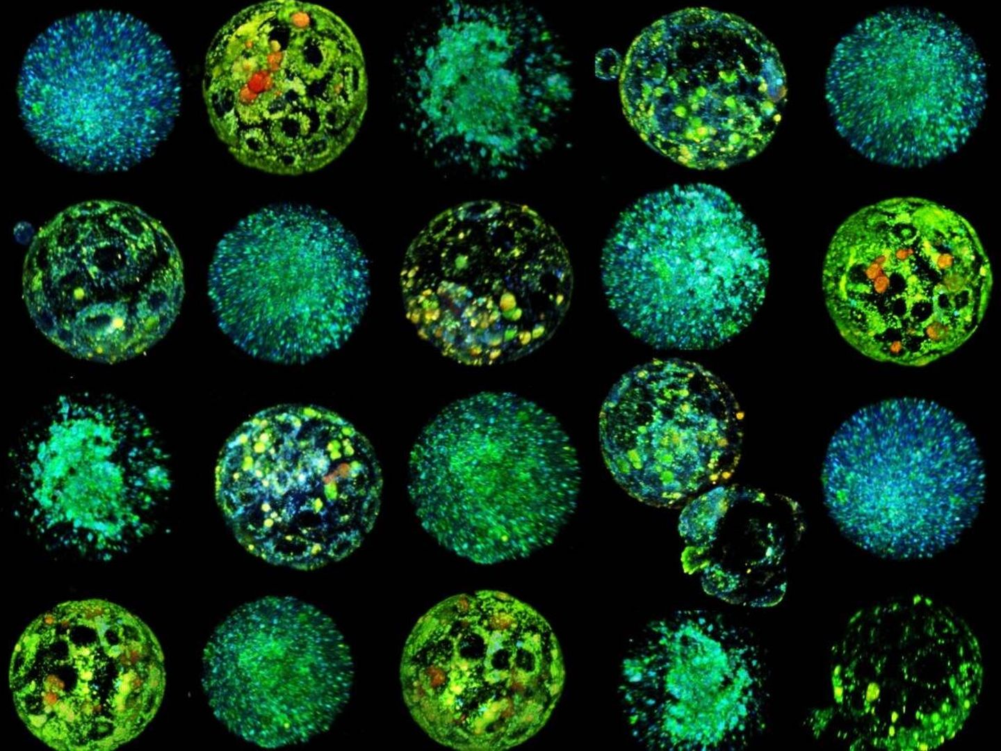 Reconstrucción 3D de embriones de ratón. Las diferencias de color indican diferencias en el metabolismo. (IBEC)