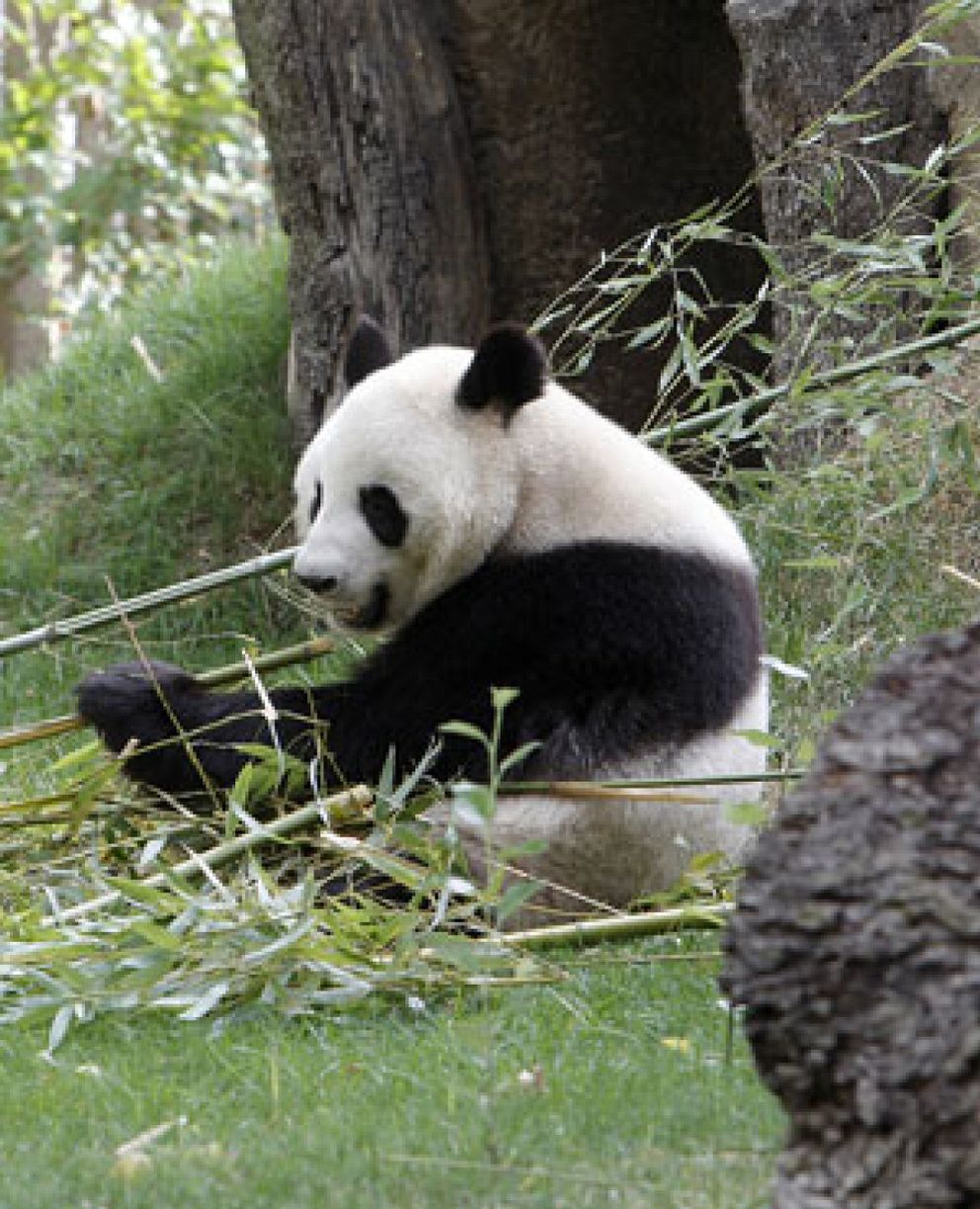 Foto: “Los pandas deberían extinguirse”