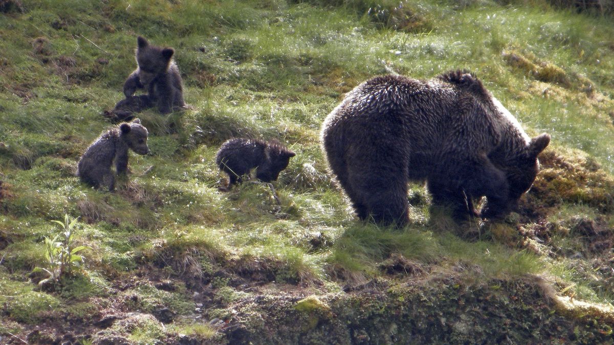 De la cigüeña blanca al oso pardo: las buenas noticias de la fauna española desde los años 80