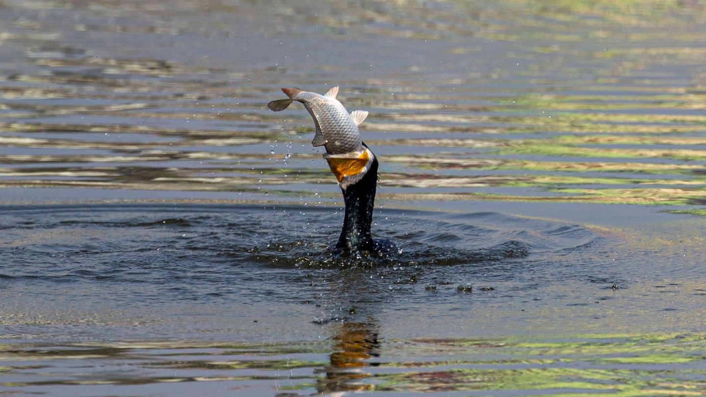 Un cormorán engullendo un pez. (EFE/N. Shrestha)