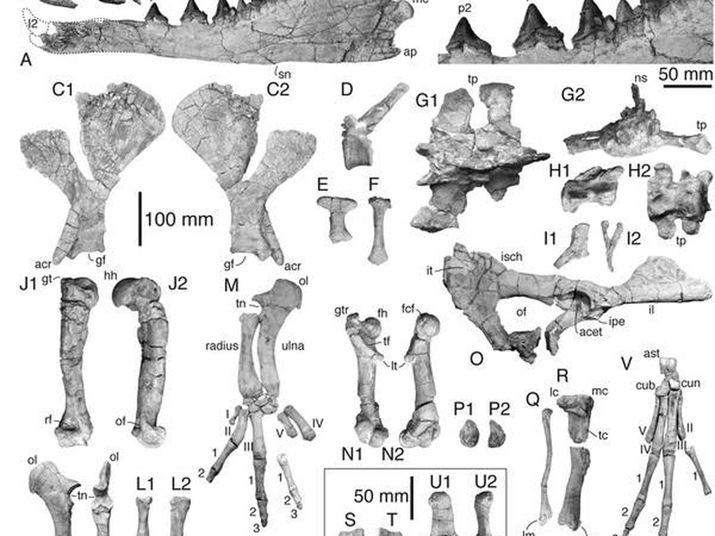 Huesos del Peregocetus pacificus encontrado (Current Biology)