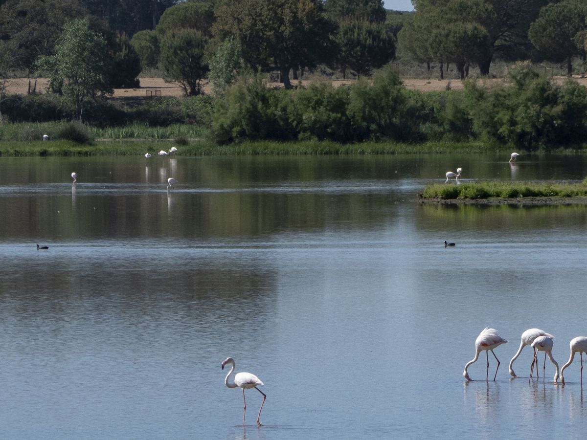 Foto: Flamencos y otras especies diferentes de aves que viven en el entorno del Parque Nacional de Doñana. (EFE/David Arjona)